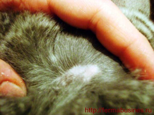 Болезни кроликов симптомы и их лечение +фото, чем болеют и что делать, заболевания опасные для человека - kotiko.ru