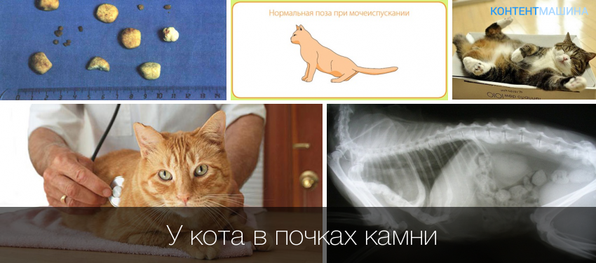 Мочекаменная болезнь у котов: причины и симптомы, профилактика, особенности лечения, кормление и уход