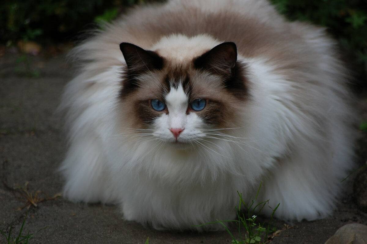 Рэгдолл кошка: описание породы, фото