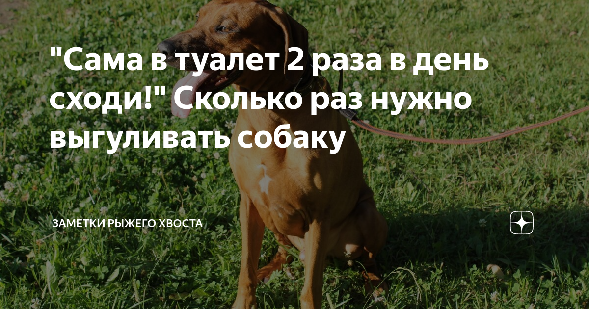 Сколько раз в день собаку. Сколько раз нужно гулять с собакой. Сколько нужно выгуливать собаку. Выгул собаки раз в сутки. Сколько нужно выгуливать собаку в день.