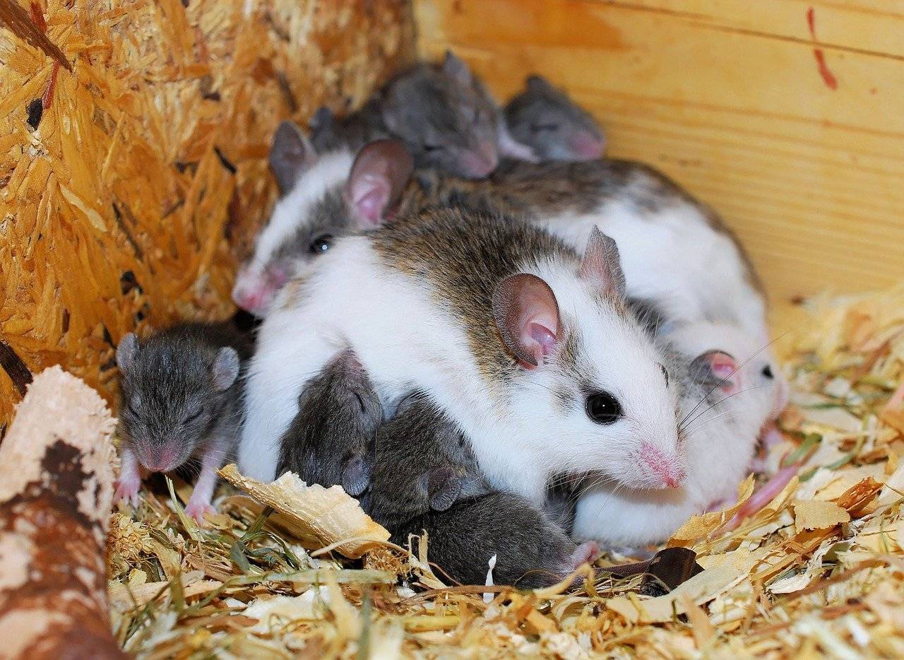 Преимущества и недостатки домашней крысы, стоит ли заводить