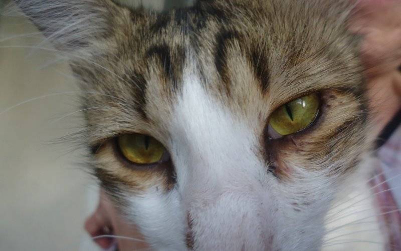 Причины темных выделений из глаз у кошки