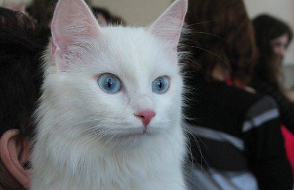 Белая кошка с голубыми глазами: фото, порода, почему глухие