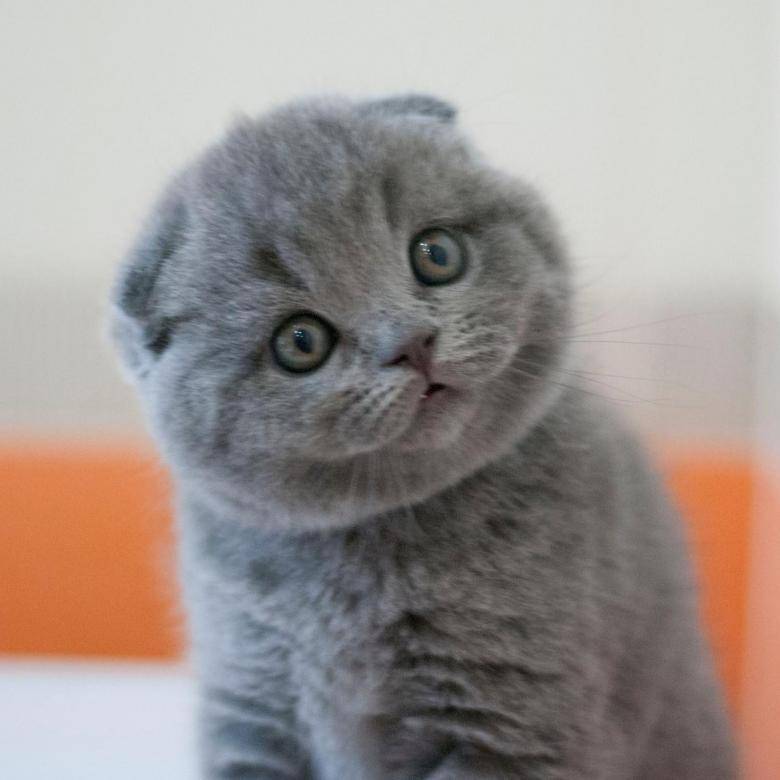 Шотландский вислоухий котенок москва. Скоттиш-фолд Шотландская вислоухая котята. Британские котята вислоухие голубые. Британские котята скоттиш фолд. Шотландские вислоухие котята.