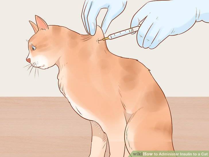 Как самостоятельно сделать внутримышечный и подкожный укол кошке