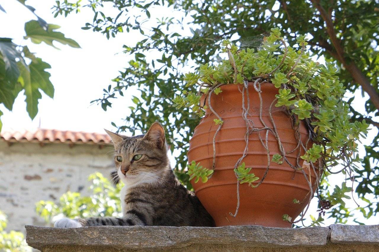 Приют для кошек на потрясающем греческом острове: работа смотрителя мечты  -  история  2023