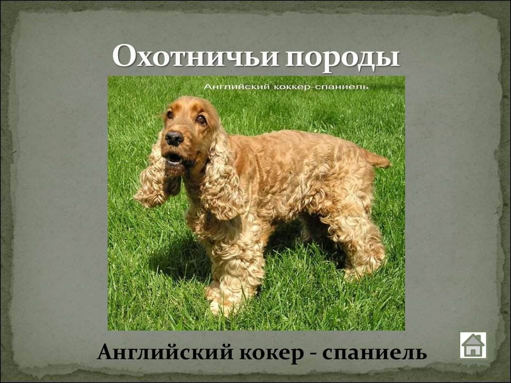 Все факты об английском кокер-спаниеле
