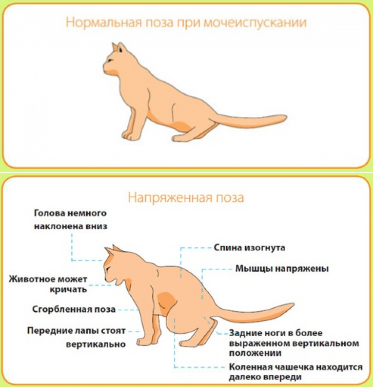 Как оказать помощь кошке при отравлении: 13 шагов
