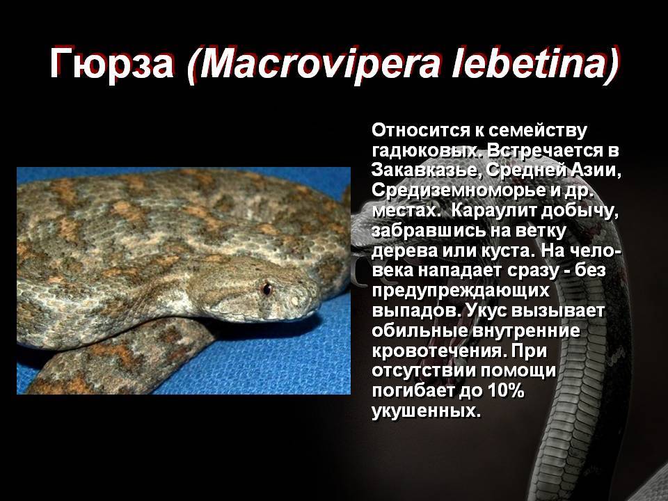 Гюрза, фото - животные арктики и антарктики.