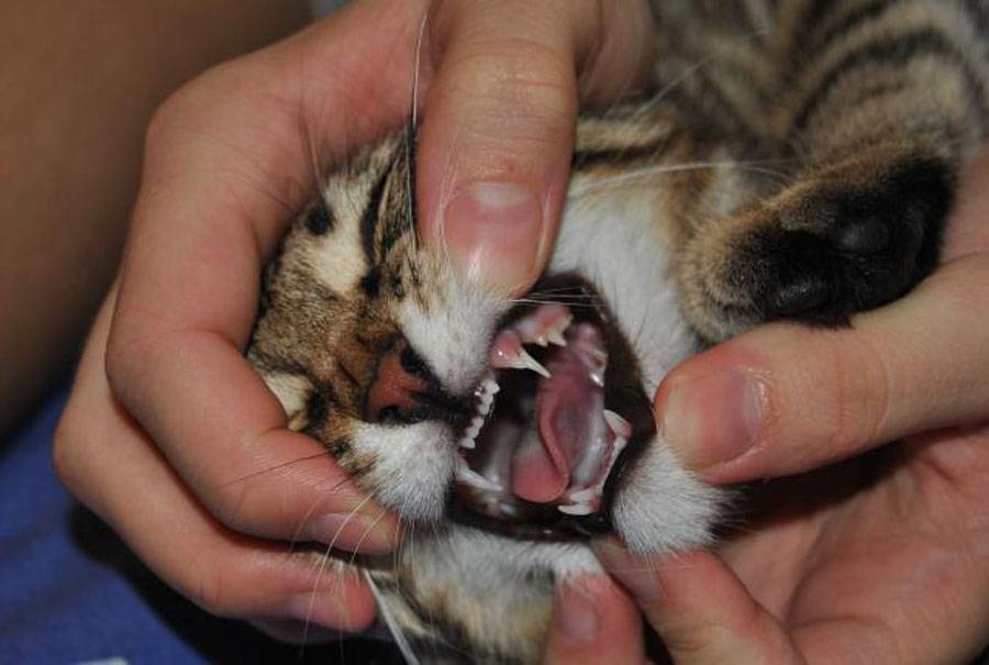 Выпадают ли молочные зубы у кошек: когда они меняются, есть ли молочные зубы у котов