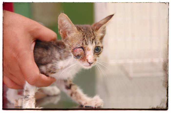 Хламидиоз у кошек — клинические проявления болезни с подробным описанием схемы лечения
