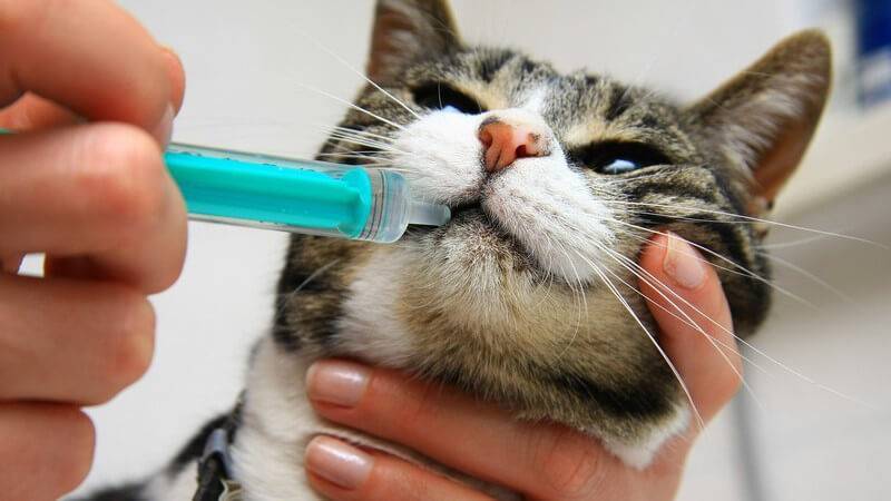 Как дать коту лекарство