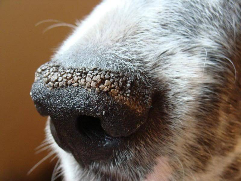 Что может означать сухой нос у собаки | ваши питомцы