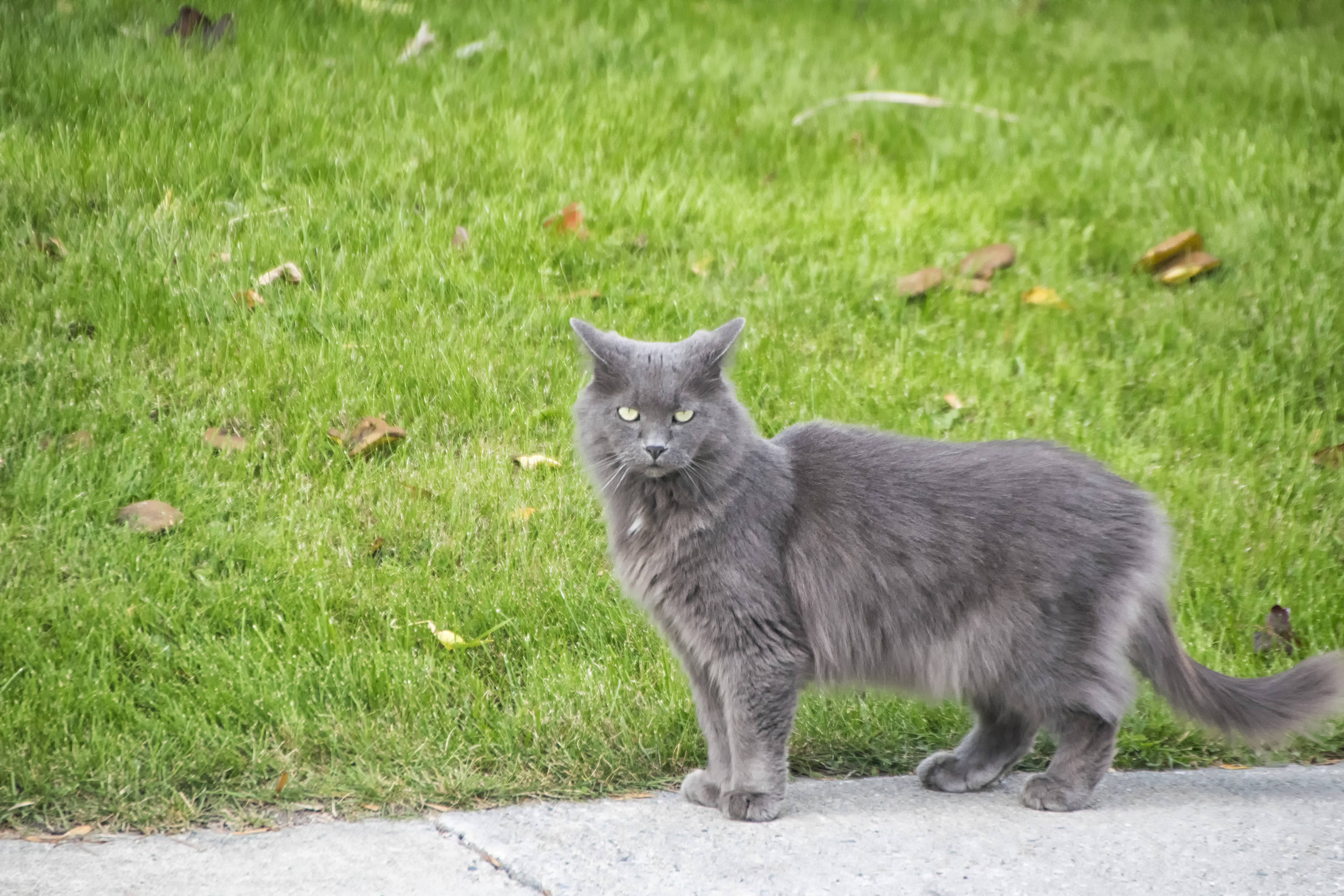 Кошка нибелунг фото и описание породы