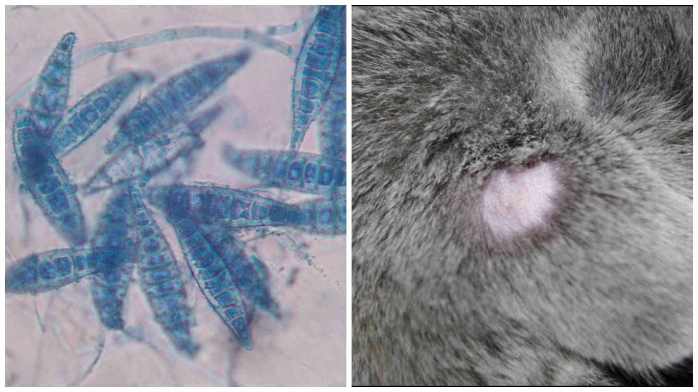 Грибок и микоз у кошек: симптомы и лечение, профилактика, разновидности