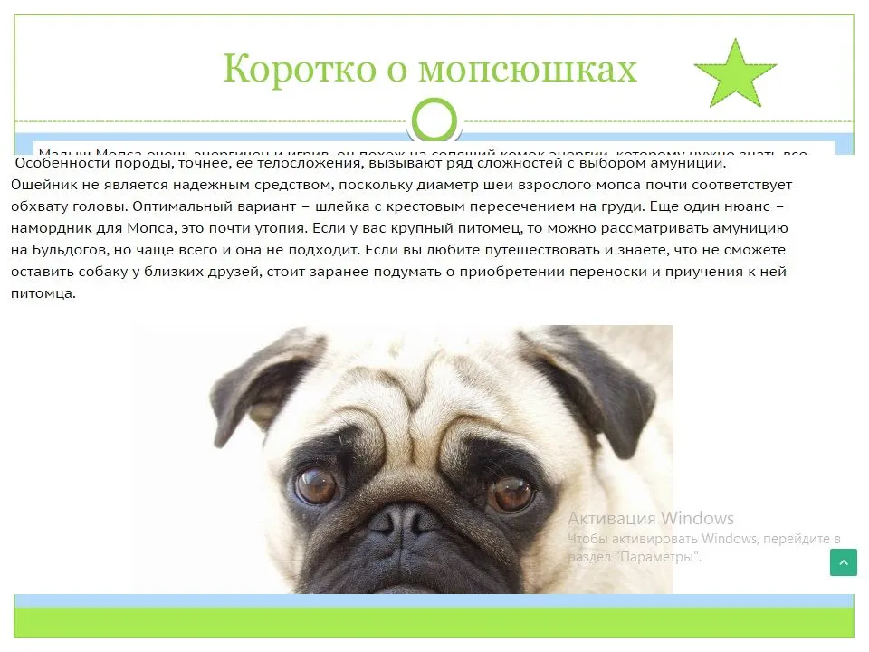 Мопс — фото собаки, описание породы, характер