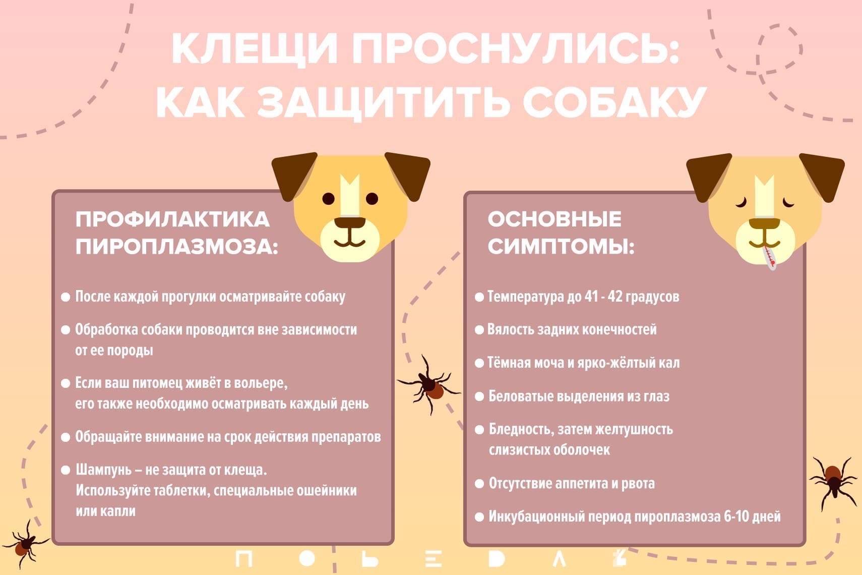 Ушной клещ: профилактика и лечение