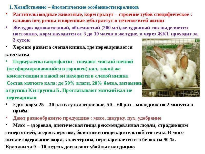 Кролики породы баран: описание, виды, содержание и уход — selok.info