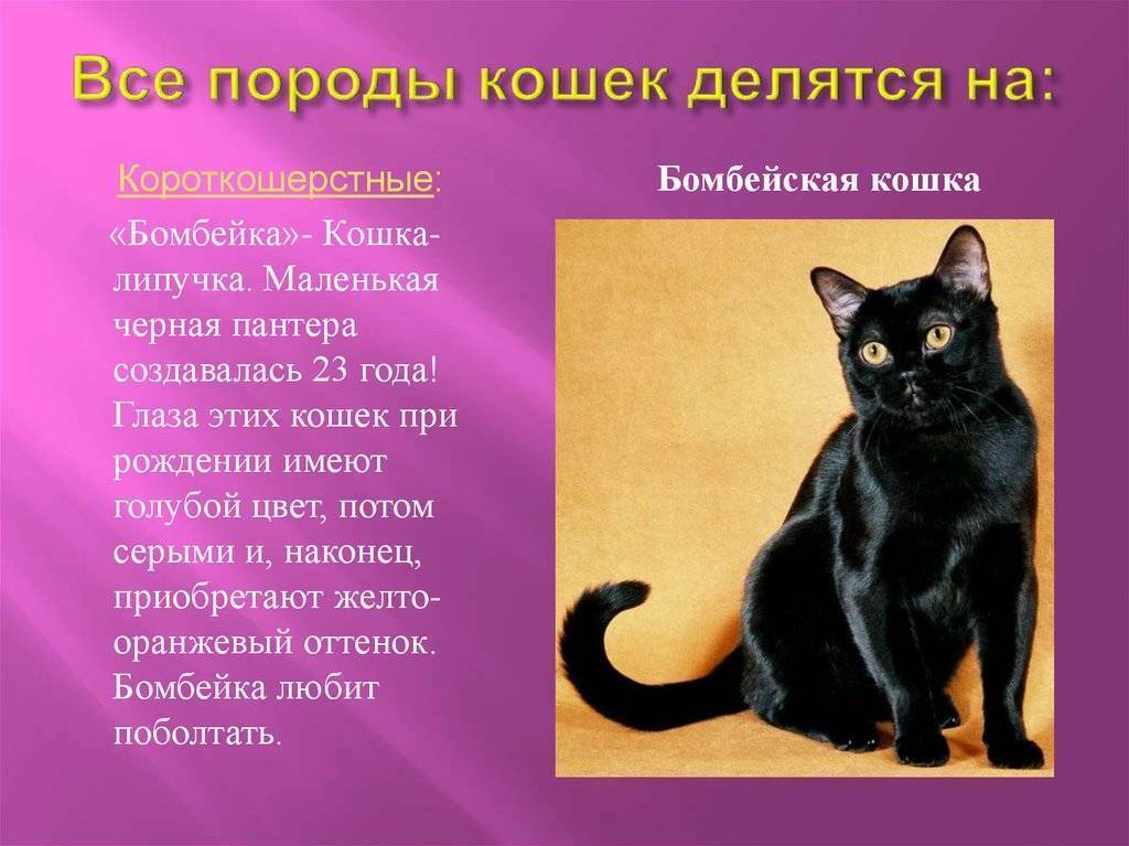 Окрасы кошек с фотографиями и названиями: какого цвета бывают коты и как они называются?