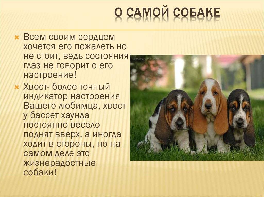 Бассет-хаунд (фото): удачливый охотник и настоящий юморист