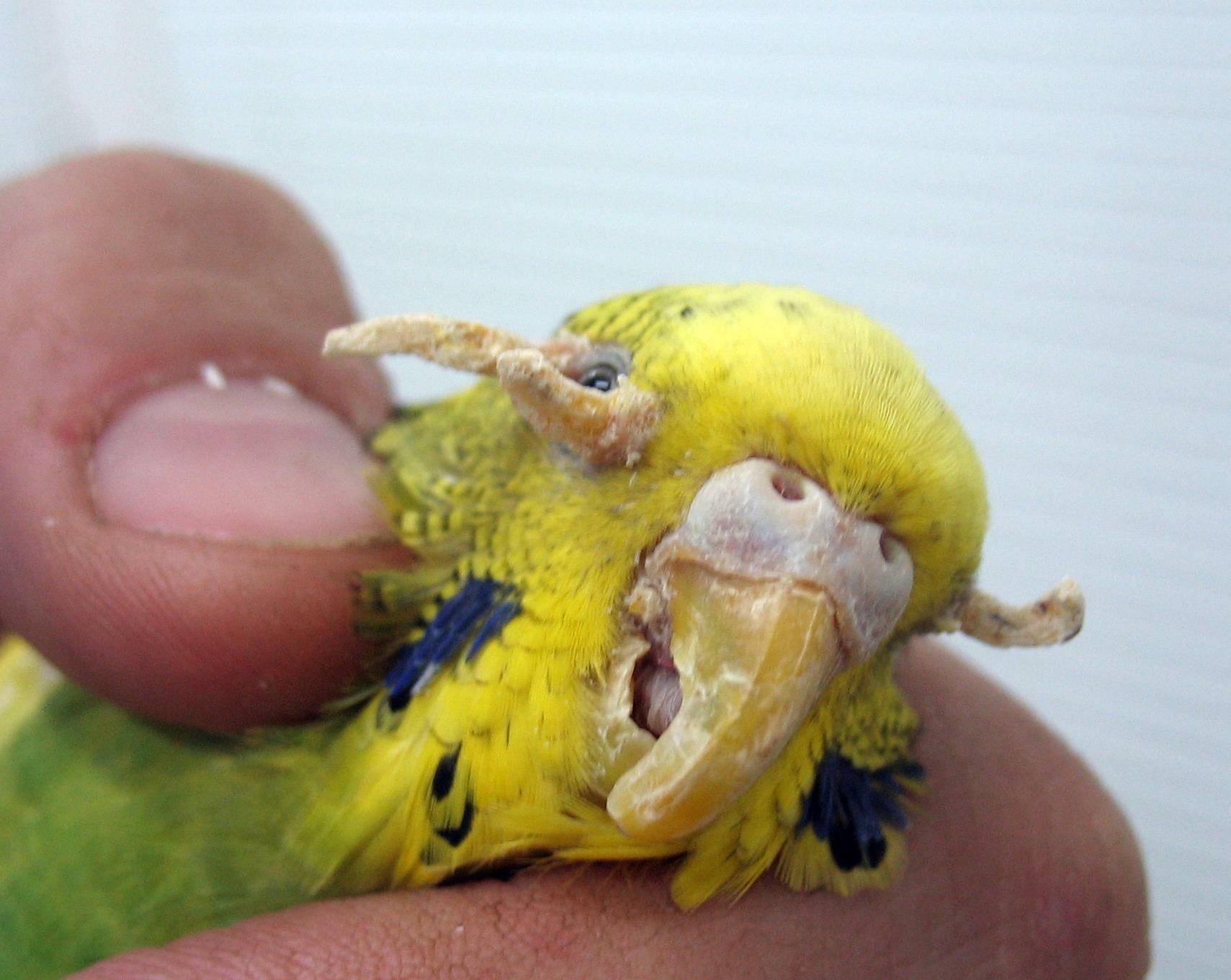 Очинный клещ: фото зараженного волнистого попугая, симптомы, как лечить и методы профилактики