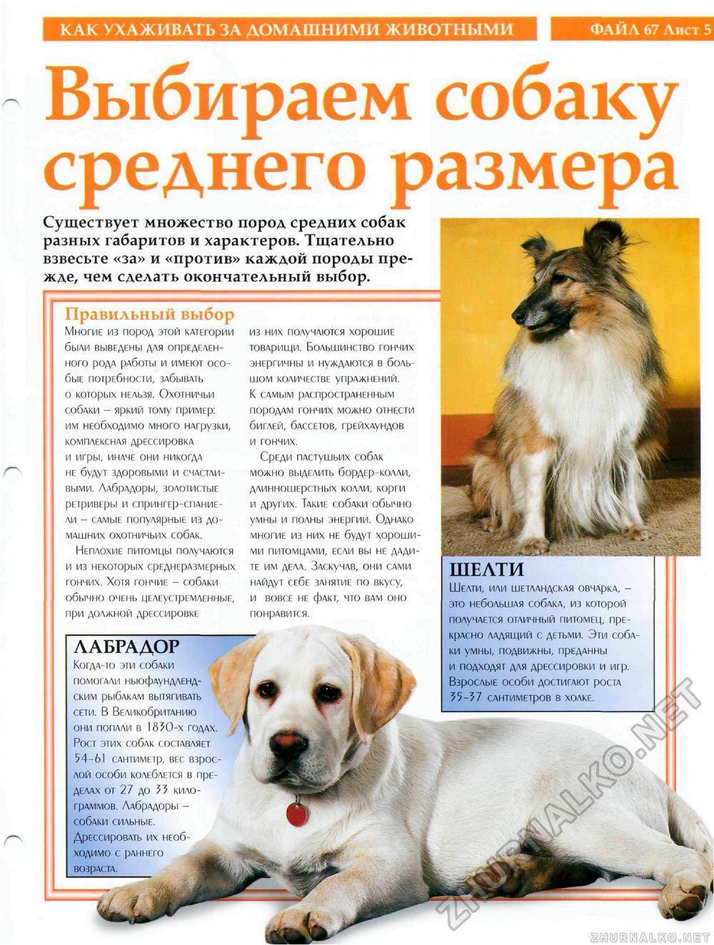 Собака болонка: описание, виды породы и фото