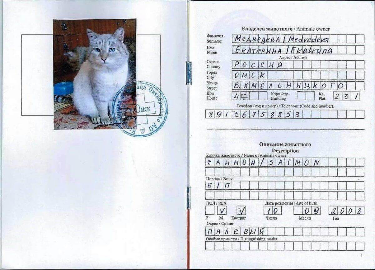 Документы на кошку: какие нужны породистому коту