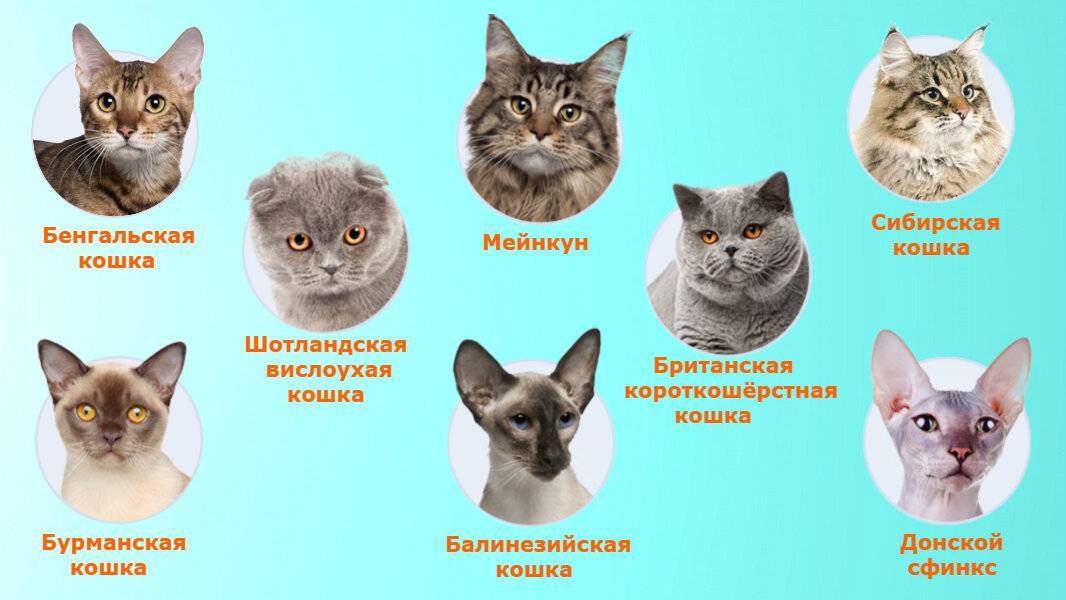 Что такое порода кошек?