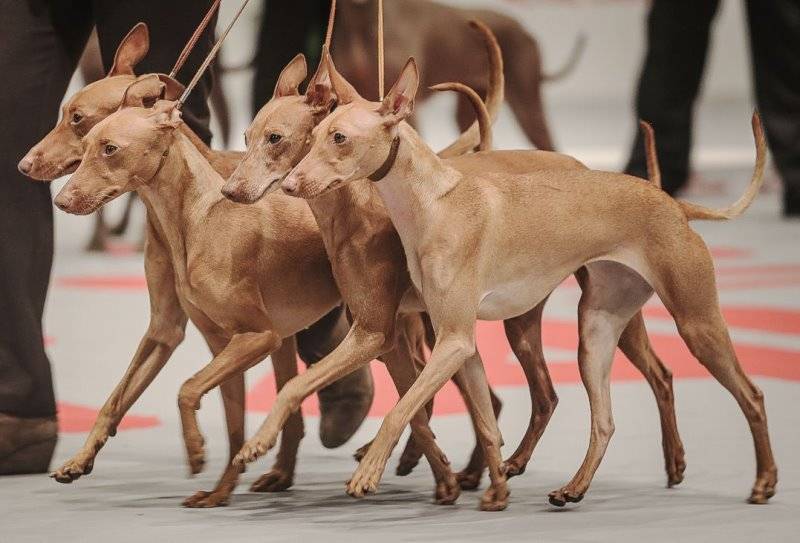 Характеристика собак породы чирнеко дель этна (сицилийская борзая) с отзывами и фото