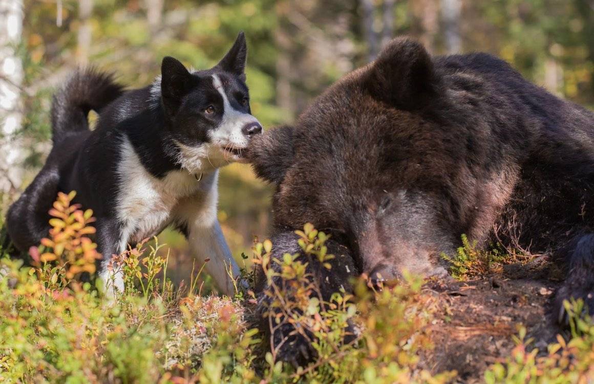Карельская медвежья собака – энциклопедия о собаках