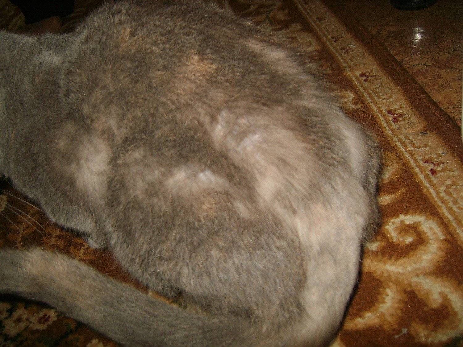 Блошиный дерматит у кошек — симптомы, лечение, отзывы, фото