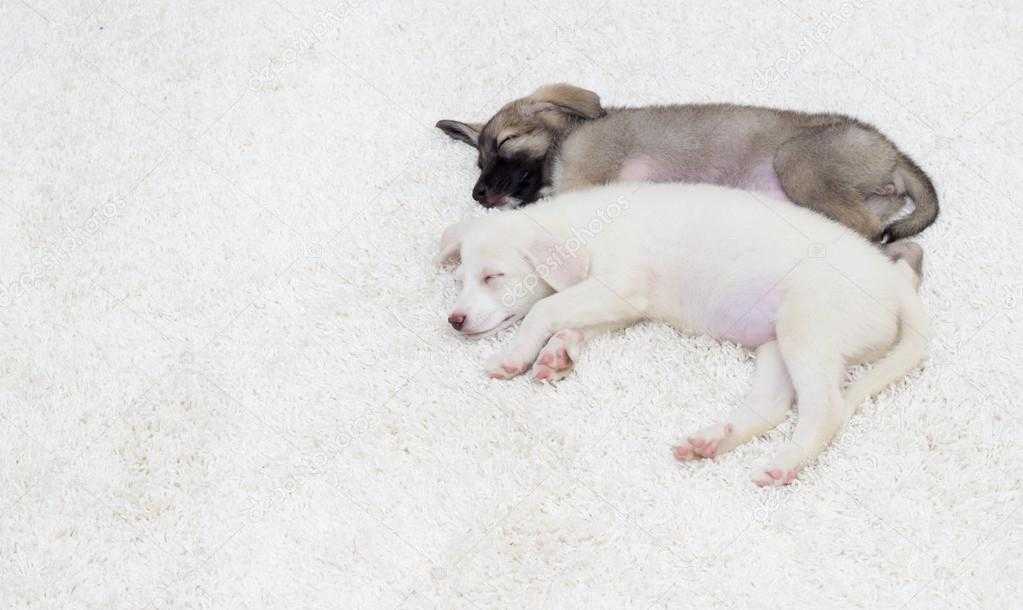 Что снится щенкам. Белая собака во сне. Два щенка во сне для женщины. Приснился щенок маленький и ласковый.