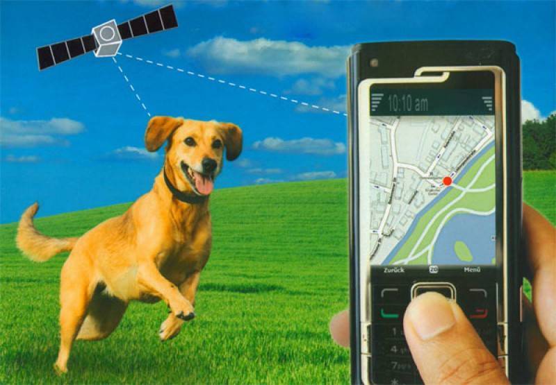 Что такое собачий gps-трекер и для чего он нужен: обзор лучших навигаторов