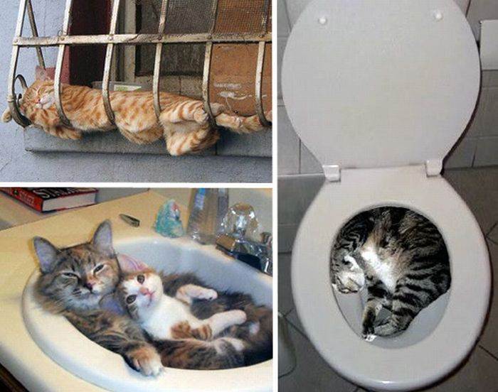 Как приучить котенка спать на своем месте