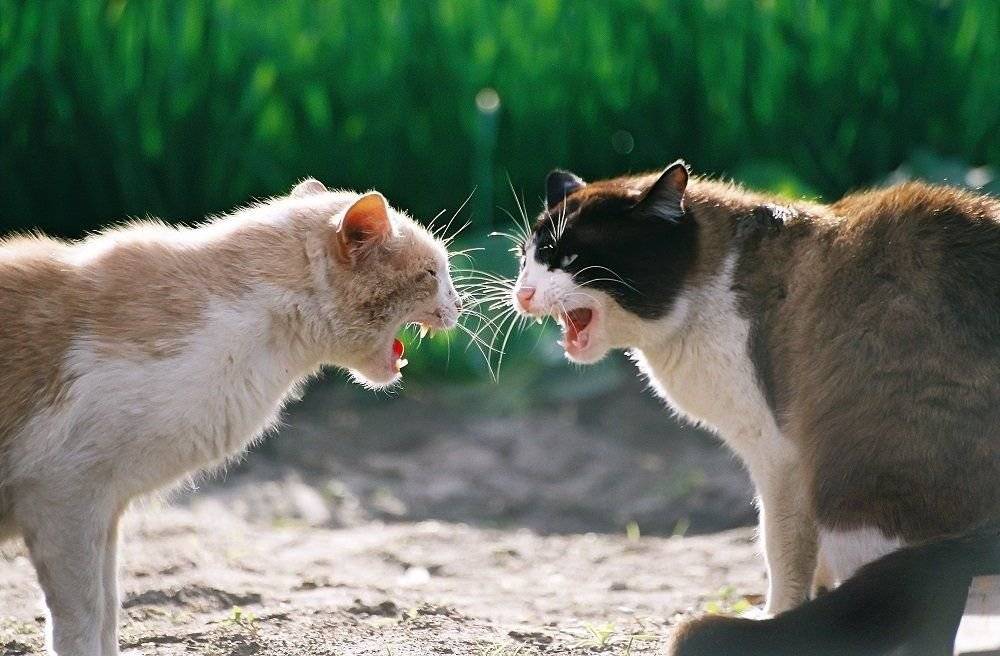 Почему кошки дерутся между собой и как их подружить? - котклуб.ру