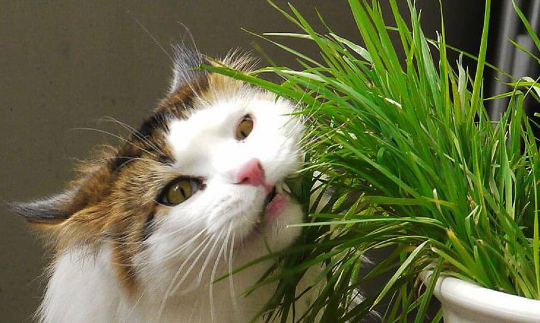 Какую траву едят кошки? | какую траву выращивать для кота?