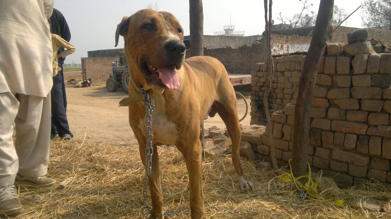 Описание породы булли кутта