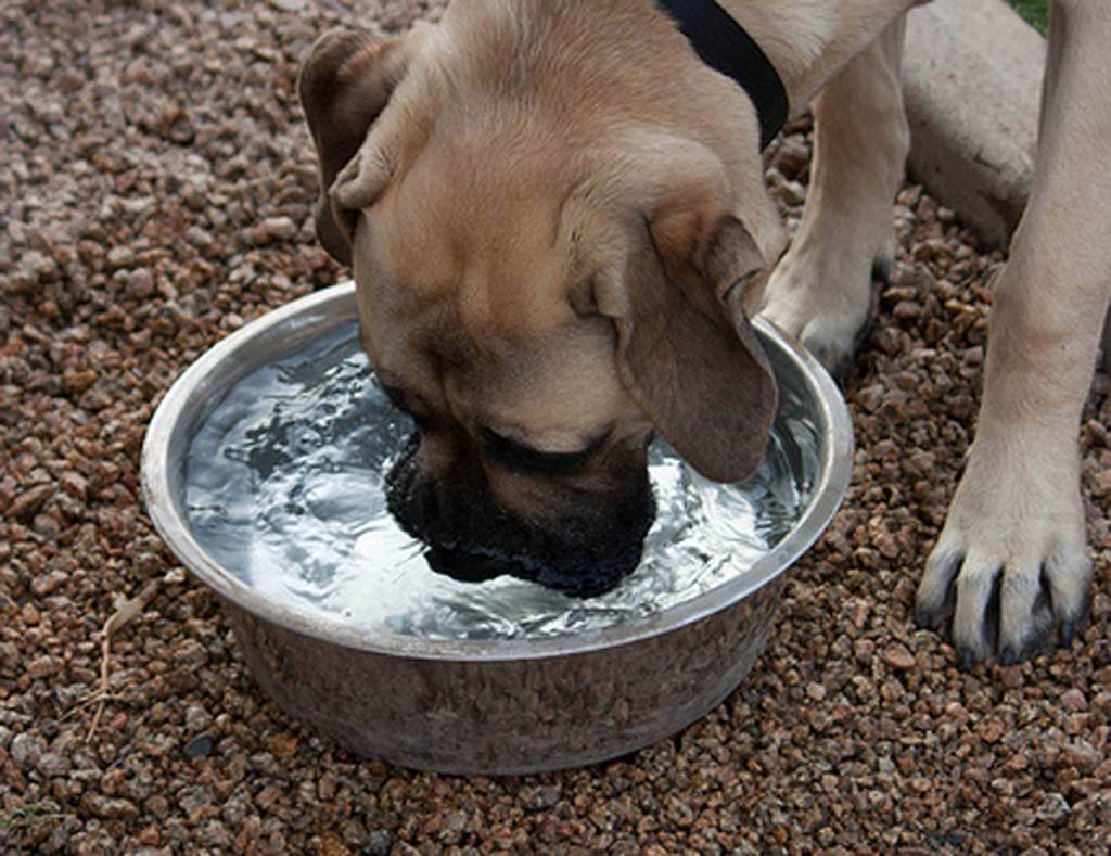 Почему собака – активная или вялая – отказывается от еды, только пьет воду: 8 причин, по которым питомец не ест