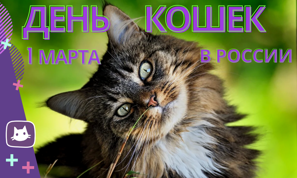 Всемирный день кошек в марте. Всемирный день кошек. День кошек в России.