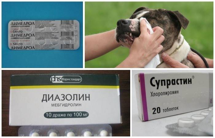 Как проявляется аллергия на корм у кошек?