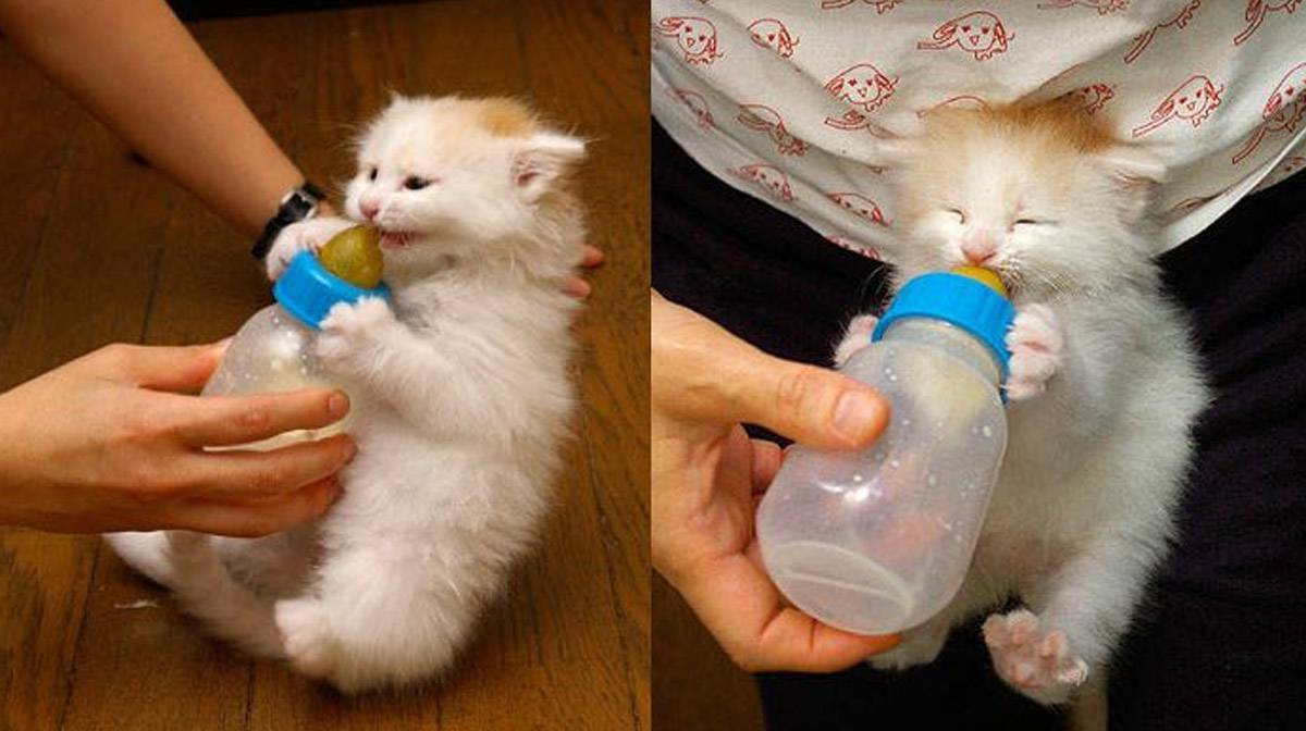 Котенок не пьет воду: что делать, как приучить, причины