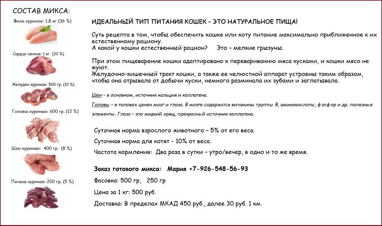 Можно ли кошкам давать молоко и кисломолочные продукты
