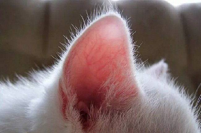 Кошка расчесывает уши до крови: причины, что делать и как лечить