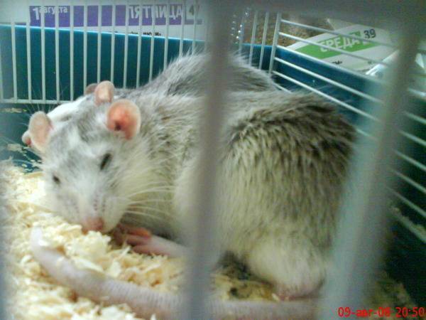 Cколько стоит домашняя декоративная крыса в зоомагазине, питомнике и на рынке