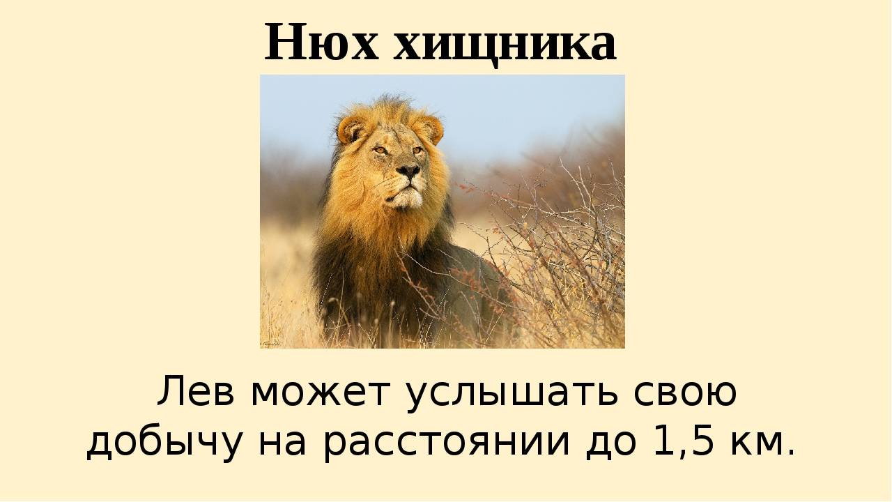 1 июля лев. Факты о львах. Необычные факты о львах. Интересные факты про Львов. Лев интересные факты для детей.