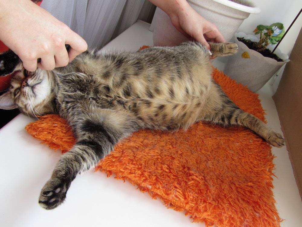 Мастопатия у кошек – угроза жизни любимой питомицы