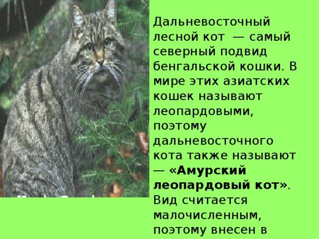 Описание и фото амурского лесного кота, возможность содержания в домашних условиях