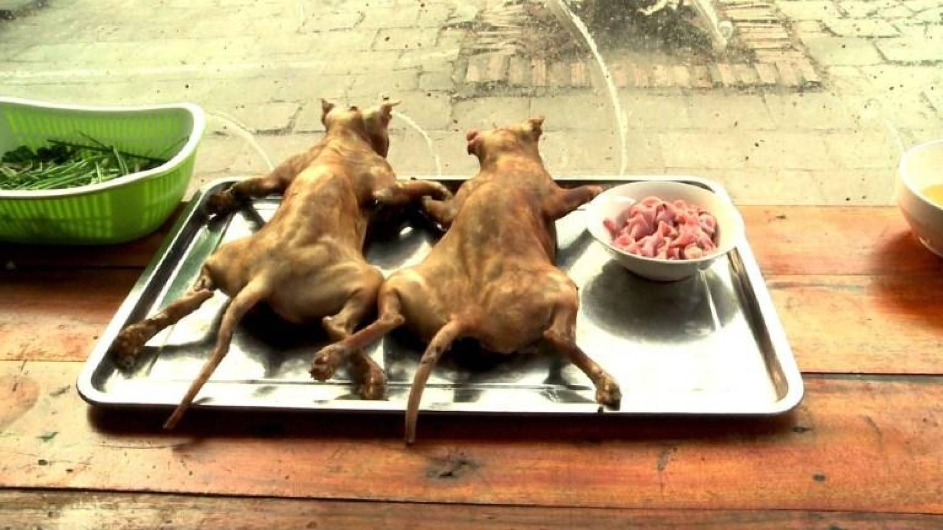 Правда ли что в китае кушают собак: почему такое происходит и как их готовят