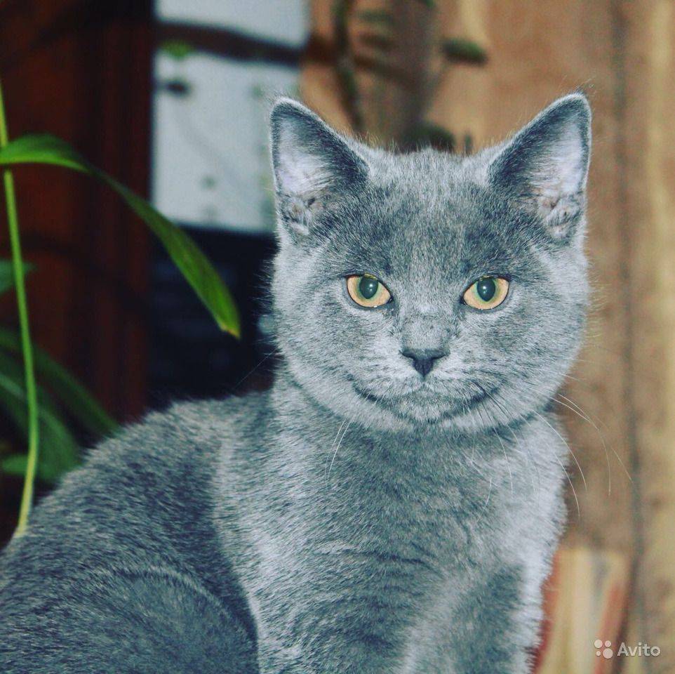 ᐉ картезианская кошка или шартрез: описание породы, отличия от британцев - kcc-zoo.ru