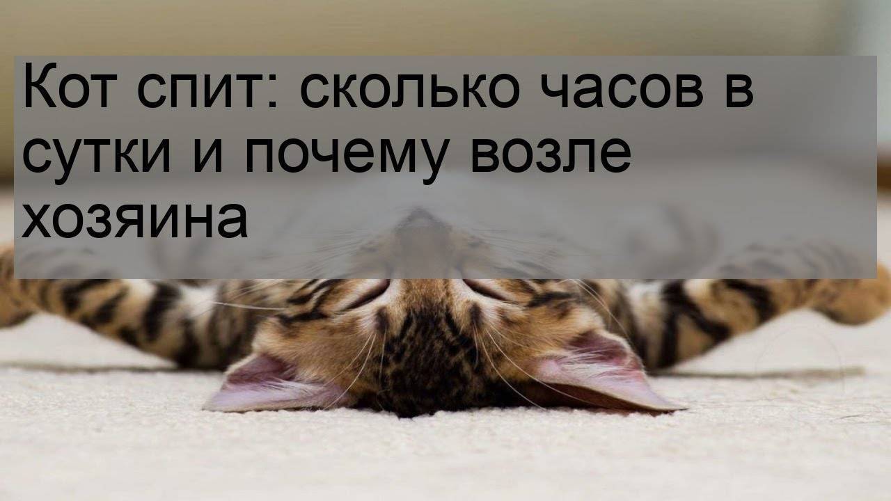 Почему кошки спят так много: что влияет на продолжительность сна и видят ли кошки сны о мышках.